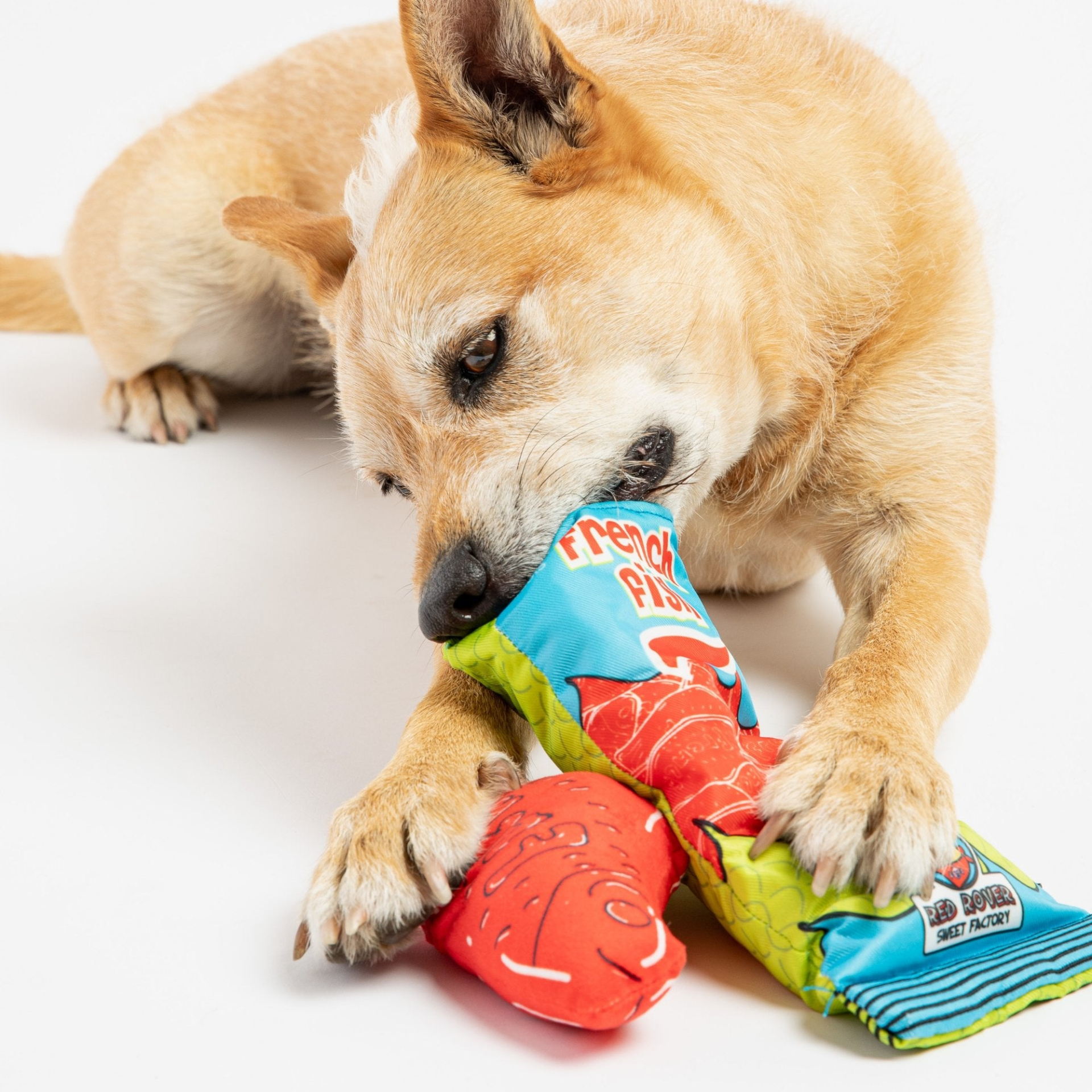 French Fish- Dog Toy